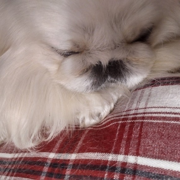 Meet your Posher, Laila - Picture 1 of 1